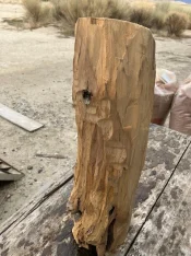 Santalum ellipticum log (I got 6 inches) 2.webp