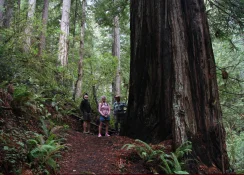 mike vicki and rita next to huge redwood.jpg