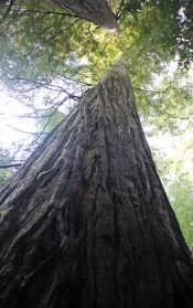 looking up at tall redwood tree.jpg