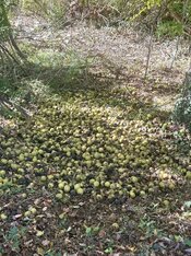 IMG_3871.jpeg