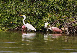 great egret and roseate spoonbills.jpg
