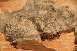 palo verde burl exterior.jpg