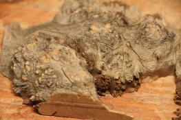 palo verde burl exterior.webp