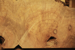 palo verde slice A.jpg