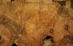 palo verde slice A wetted.jpg