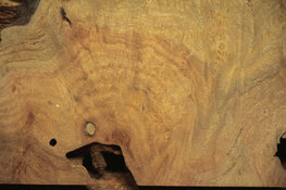 palo verde slice B.jpg