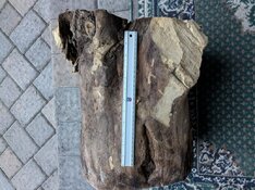 aspen stump side.jpg