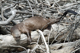 giant river otter asleep on log.jpg