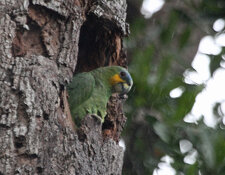 orange winged amazon peeking out of nest hole.jpg