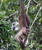 white faced capuchin monkey feeding behind lodge.jpg