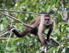 white faced capuchin monkey looking at camera.jpg