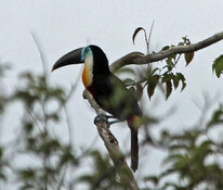 white throated toucan2.jpg