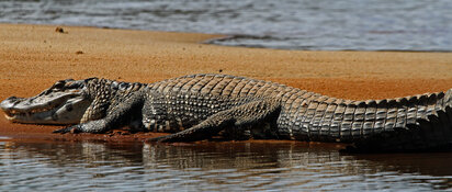 black caiman on sandbar profile.jpg