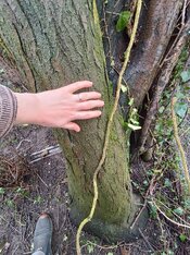 Mirabelle plum trunk 1.jpg