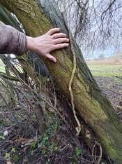 Mirabelle plum trunk 2.jpg