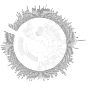 216 phylo tree.webp