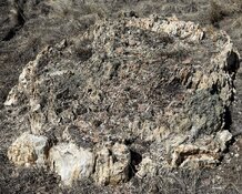 IMG_0712.jpeg