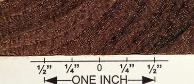 macrocarpa.jpeg