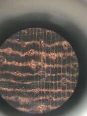 closeup 2.jpeg