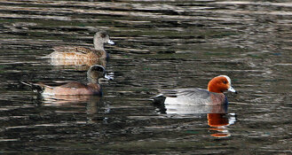 widgeons both eurasian and maerican.jpg