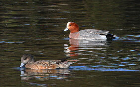 eurasian widgeon with female american widgeon.jpg