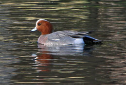 eurasian widgeon3.jpg