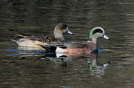 american widgeon drake and female.jpg