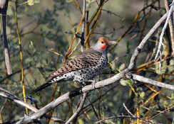 northern flicker.jpg