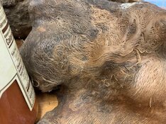 IMG_0274.jpeg
