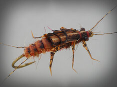 golden stonefly improved outside AWB.jpg