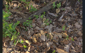 Mushrooms.png