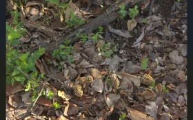 Mushrooms.webp
