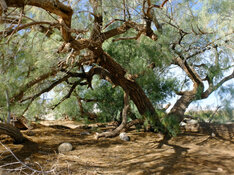 tamarisk-tree-featured-pic.jpg