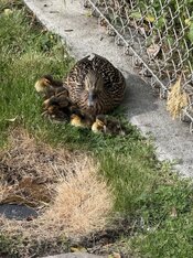 IMG_0482.jpeg
