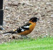 spotted towhee 2026.jpg