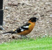 spotted towhee 2026.jpg