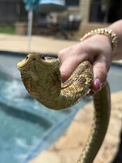 IMG_4799.jpeg