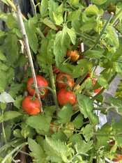 IMG_1166.jpeg