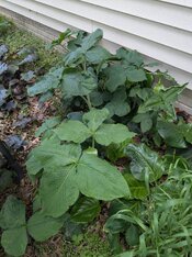 PXL_20260523_201012107.jpg