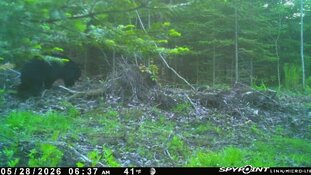 Spypoint_20260528_071844.jpg