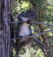 gray squirrel in juniper.webp