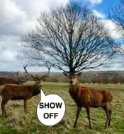 Show Off.webp