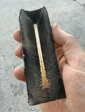IMG_3508.jpeg
