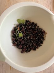 IMG_3747.jpeg