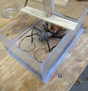 coconut beetle first two layers.jpg