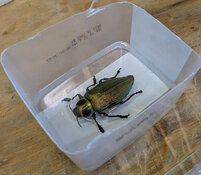 fire beetle base layer.jpg