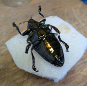underside of fire beetle precoated.jpg