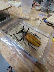 coconut beetle final pour.jpg
