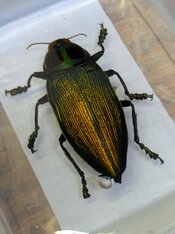 fire beetle in cheese mold.jpg
