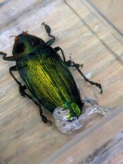 fire beetle in acrylic mold.jpg